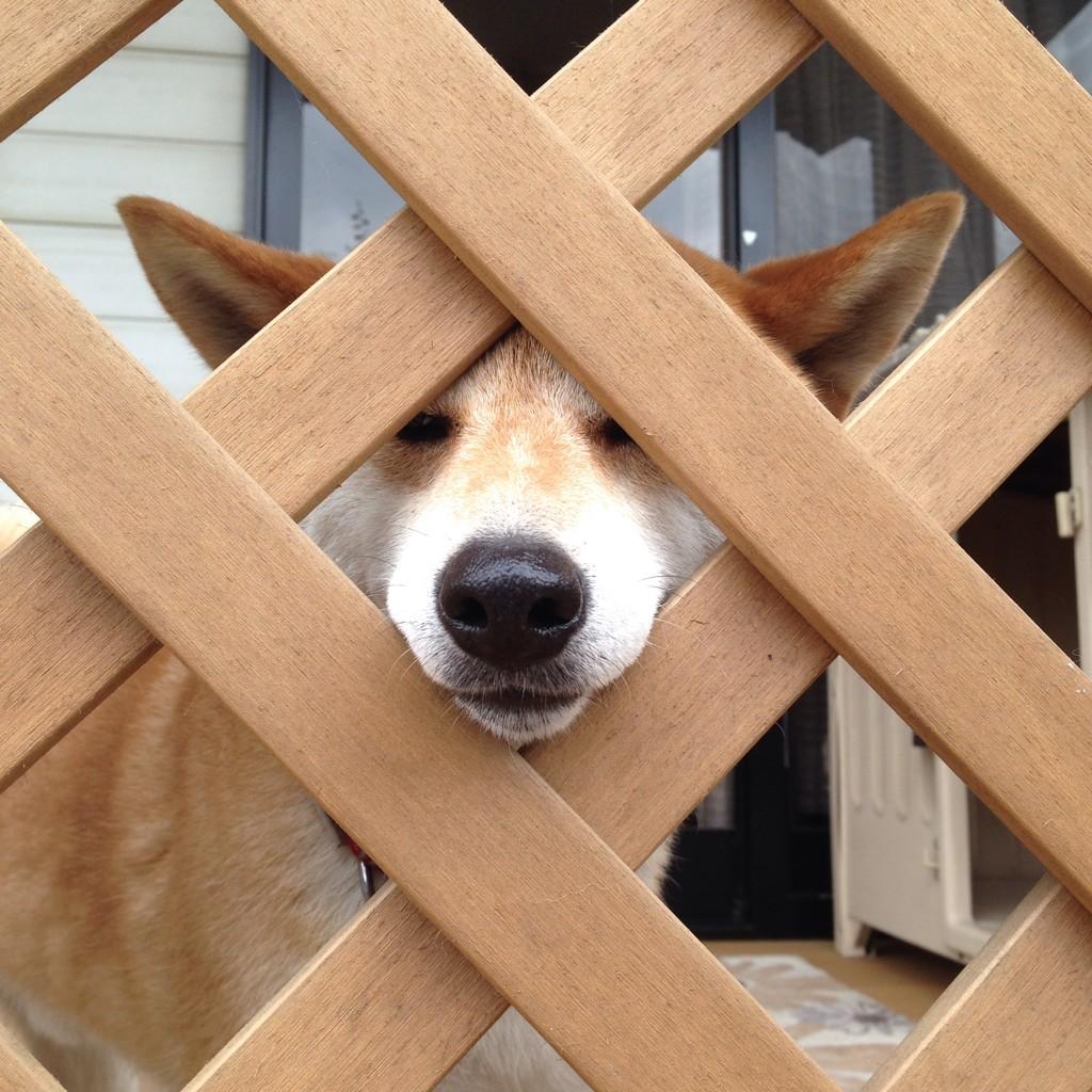 可愛い柴犬 ふにゃ ん 柴犬のハルです 笑える 動物 可愛い柴犬 ふにゃ ん 柴犬のハルです 笑える 動物