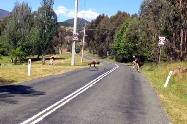 Watch: Cyclist ‘attacked’ by emu (video) | trib.al/BAd3w5f