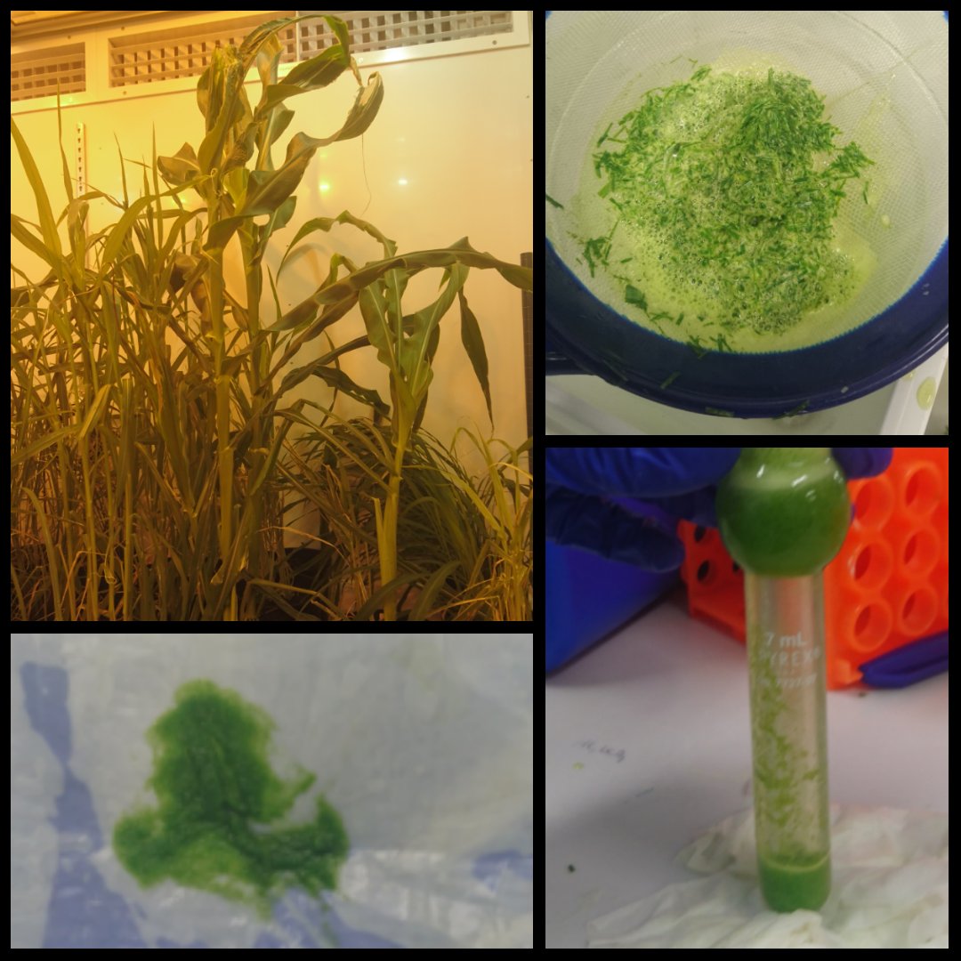 christiewithaC's tweet image. My work is all about that #greensmoothie 😜 bundle sheath cell thylakoid membrane isolation! #c4photosynthesis #bundlesheath @leaf2field