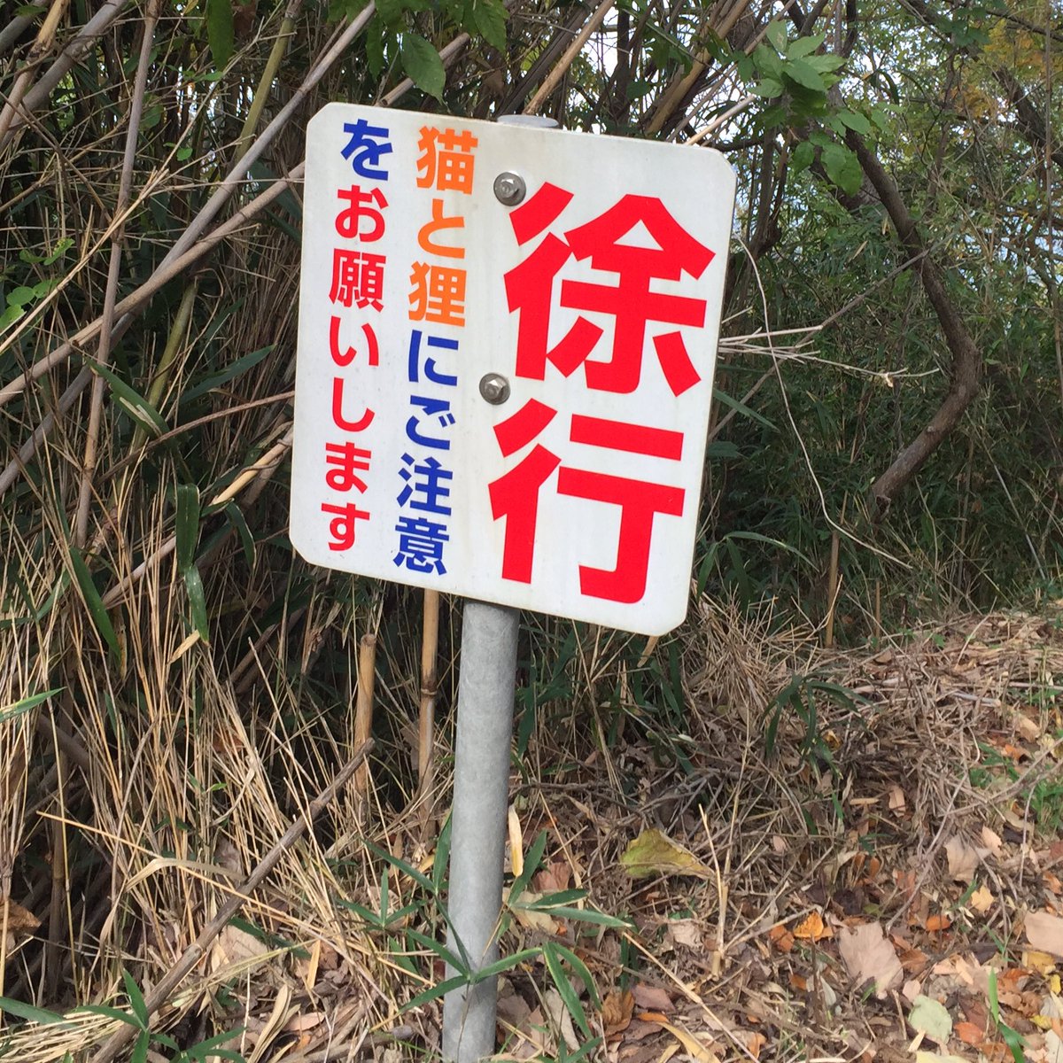 先日、高松市庵治町で見かけた道路標識。
最近なのでイノシシ注意だと思ってよく見ると、なんと猫と狸でした(^_^)