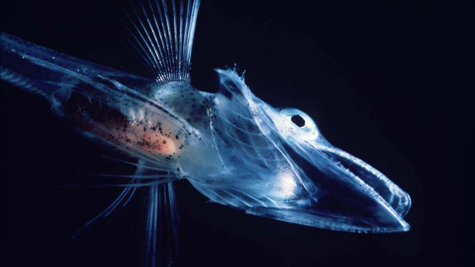 Los peces sin sangre (roja) en las venas: perdieron el rojo sanguíneo pero sobrevivieron con corazones más grandes. elpais.com/elpais/2016/10…