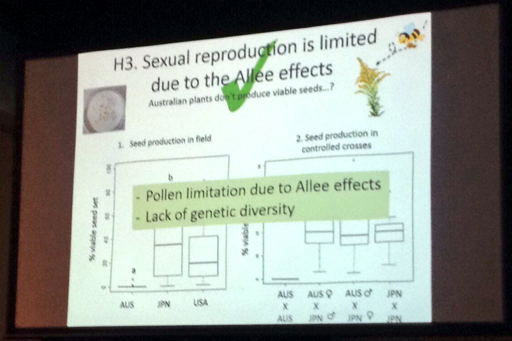 terngirl's tweet photo. Uesugi: What prevents alien populations from becoming invasive? #ESA16 Goldenrod in Australia don't produce viable seeds! #AlleeEffects https://t.co/eMZKk7nXCg
