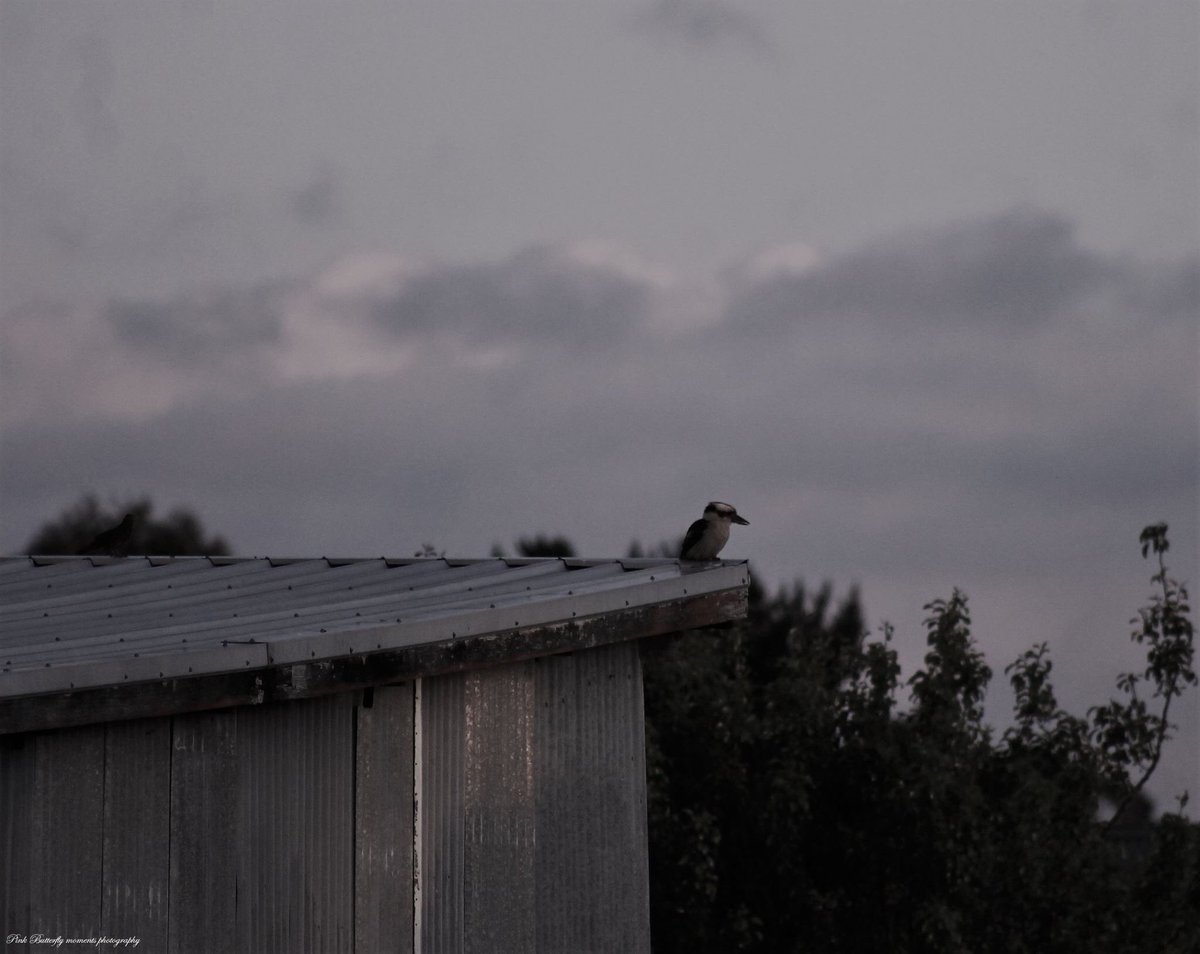 aussie_girl83's tweet photo. For my over seas friends an Australian kookaburra managed to catch this tonight. #kookaburra #Tasmaina #photography https://t.co/kUaGPz1liv
