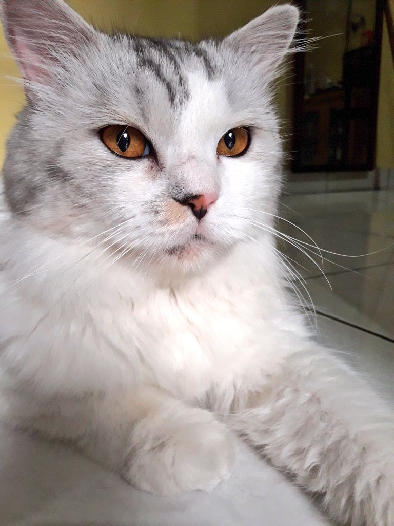 Cat Lovers Kaskus tweet media