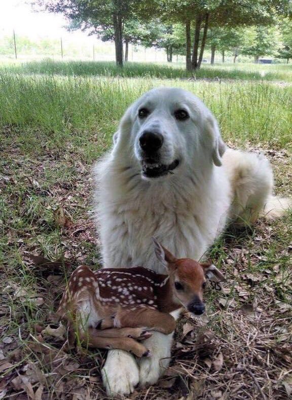 Cute Animals tweet media