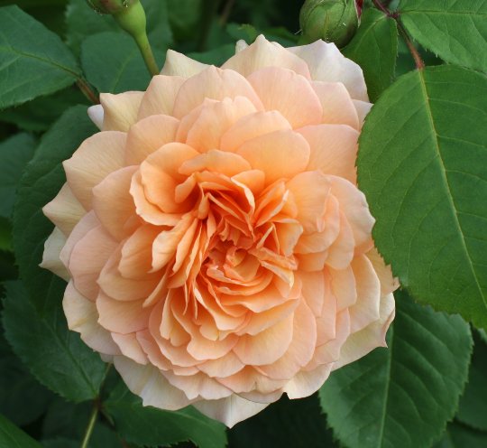 RoyalNationalRoseSoc tweet media