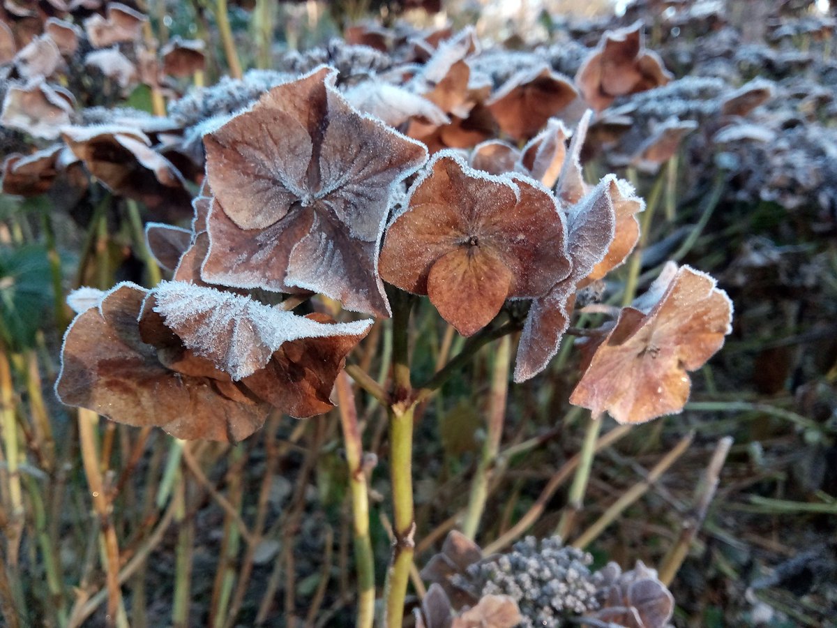 _TonyHall_'s tweet photo. Coldest day in the gardens for years -4.3C recorded. Air frost made all the trees sparkle and chrismassy @kewgardens https://t.co/vjPYZ2APx3