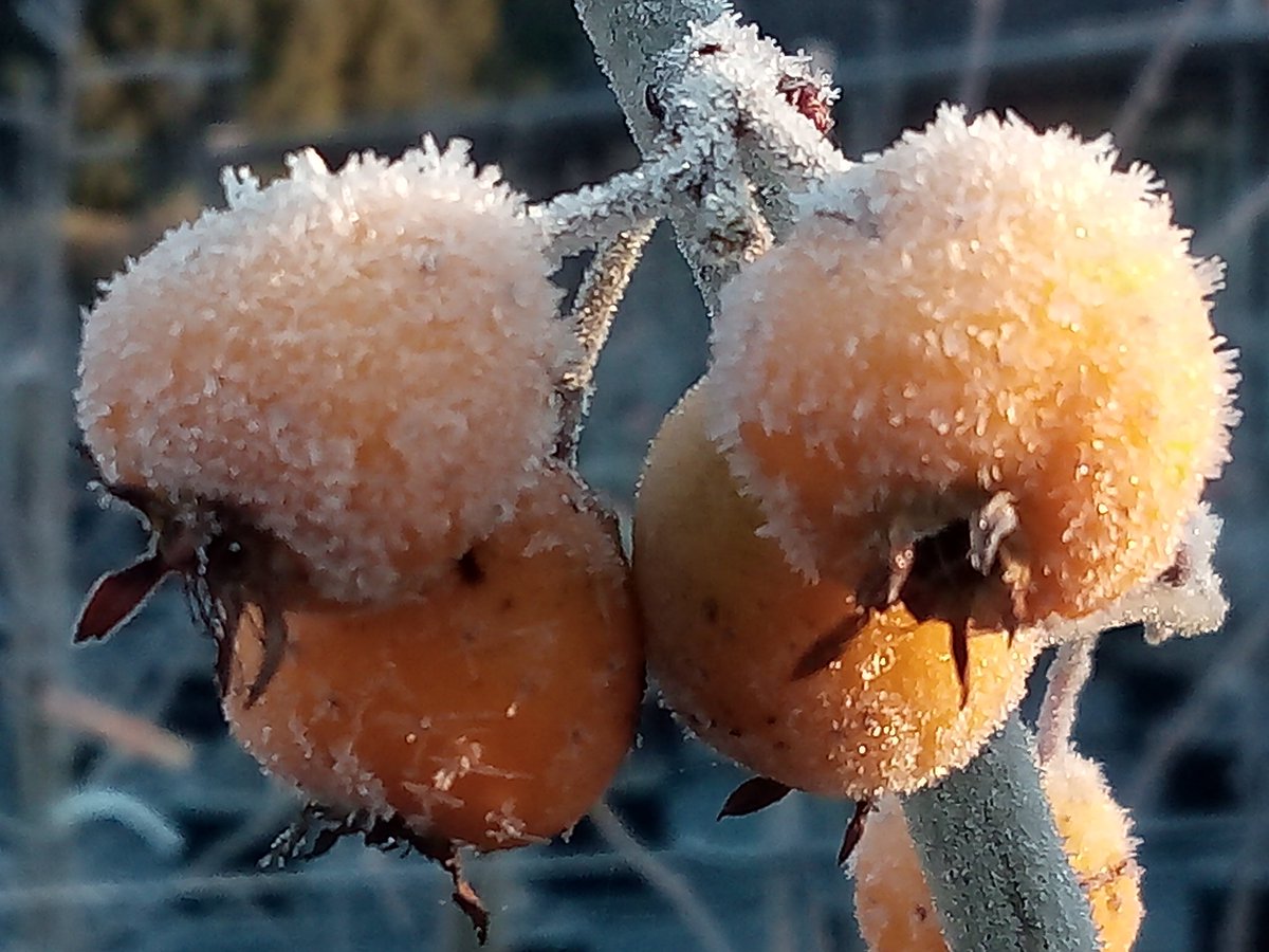 _TonyHall_'s tweet photo. Coldest day in the gardens for years -4.3C recorded. Air frost made all the trees sparkle and chrismassy @kewgardens https://t.co/vjPYZ2APx3