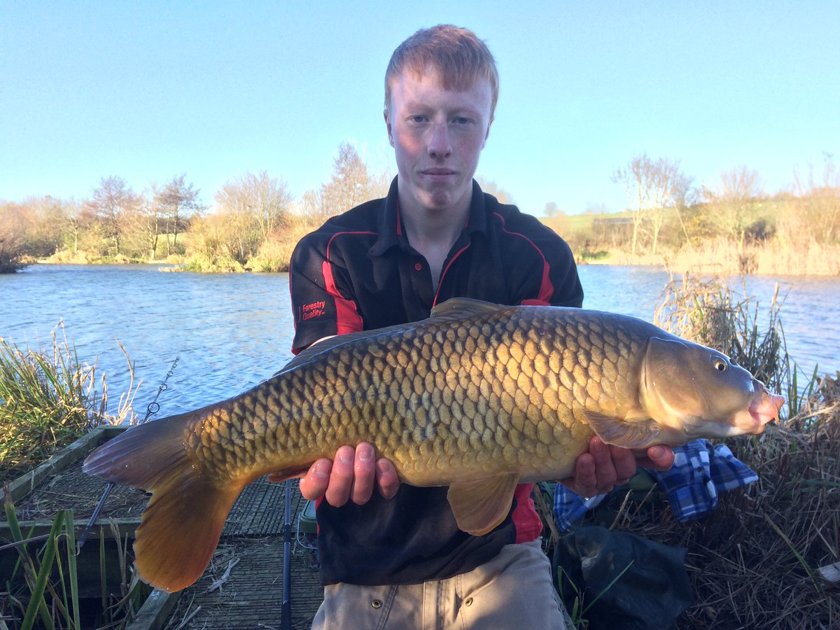 SkipseyTom's tweet photo. Good few hours fishing the other day. Here's a nice common, one of seven carp landed @thelastyard14 @CoreBaits_uk @carpology https://t.co/pFXvO1mNcV