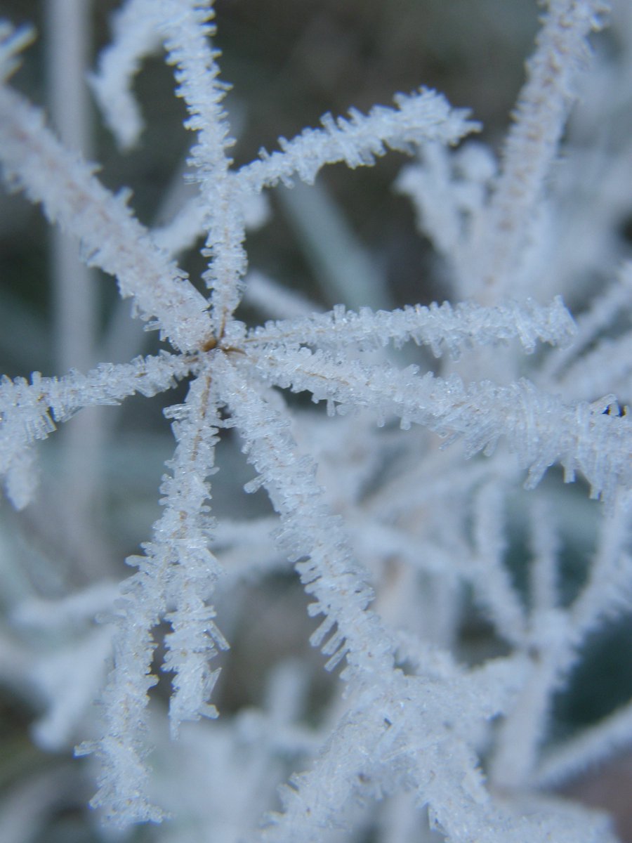 Inspired by frost #frosty #inspiration