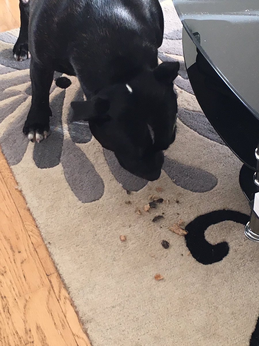 Max the Staffie tweet media
