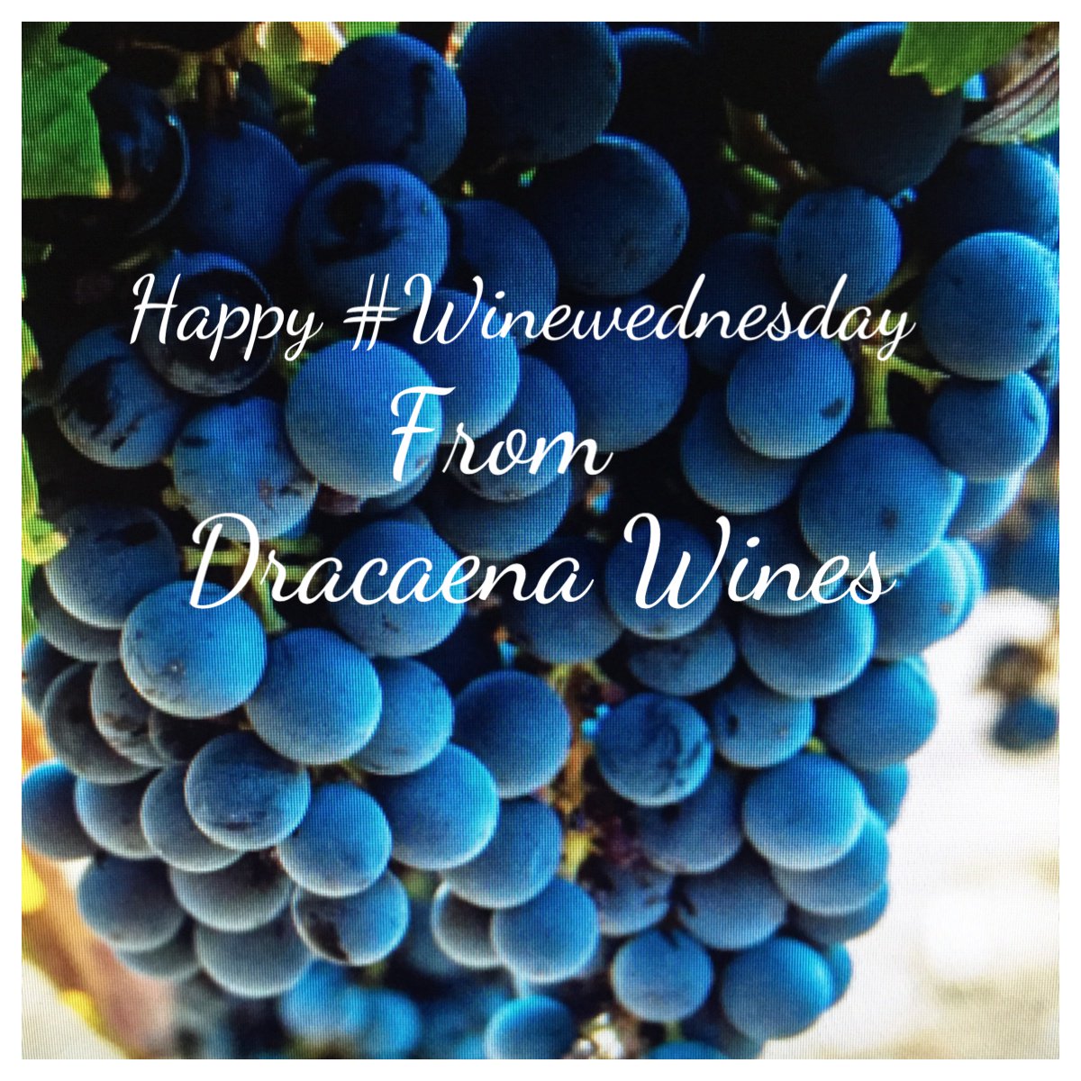 Dracaenawines's tweet photo. Enjoy your #WW! @WineAntics @NebWineTours @Alleigh @damewine @thefermtdfruit 
 
@MiniWineGirl @Barococo_DD  @winegal57 @winemanboy https://t.co/IwWfmNN9qd