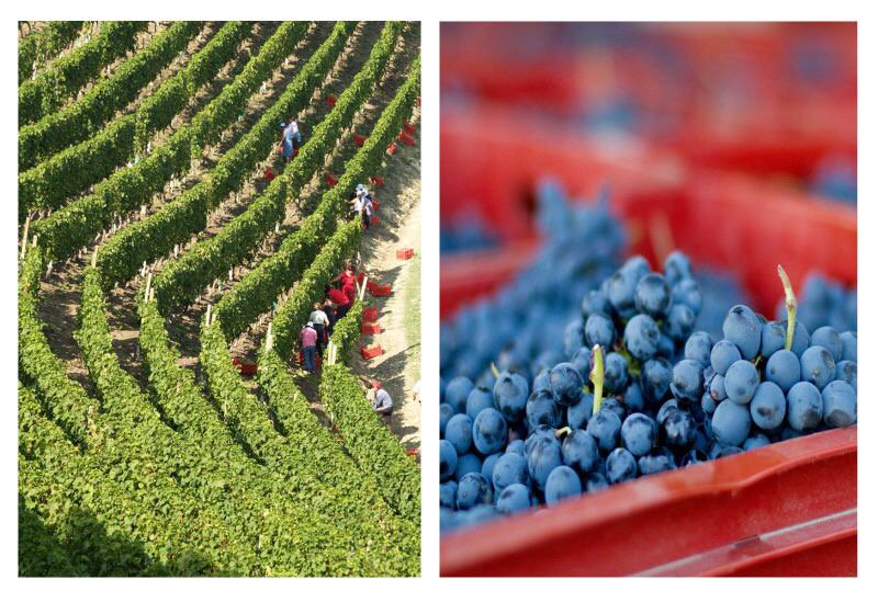 WineNewsIt's tweet photo. Futuro promozione #PiemonteLand parte da #vendemmia2016; enologo #Rivella: passerà alla #storia, equilibrio perfetto https://t.co/ACdWMvP9mU