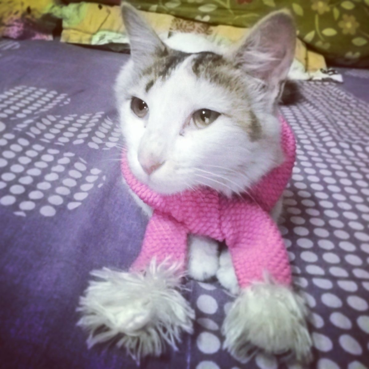 FurikuShuri's tweet photo. Winter fashion of the year.. π πΊ
#momo #thatlook #crazyforfashion #winteriscoming #winterfashion2016 #kittystyle #kittylove #crazycatlady https://t.co/JLFu1NwKrg