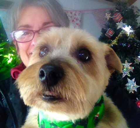 judenmink's tweet photo. FREE Xmas bandana for all dogs over the festive period at The Dog Shed! https://t.co/wXCkcle3EV