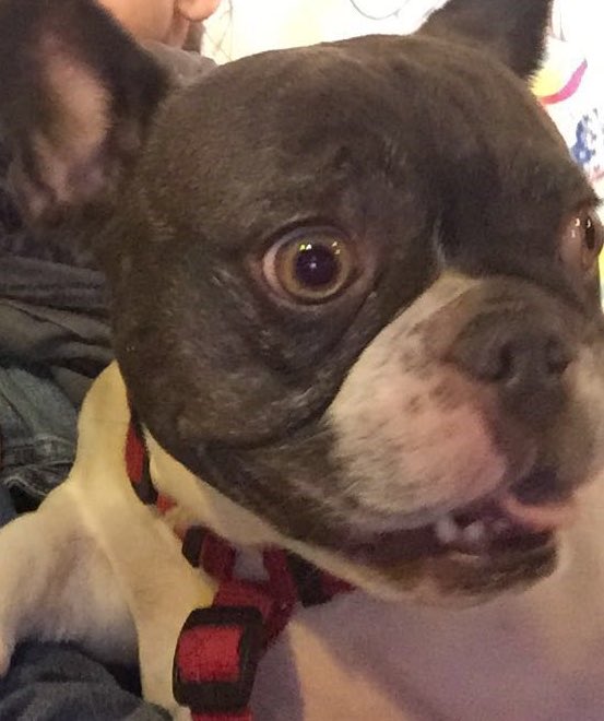 mmartinjimenez's tweet photo. Ver el primer plano de mi bulldog francés cuando se le acerque el #HombotAndRest. Podría ser algo así jeje!! @elcorteingles @LG_ES https://t.co/lLazg64fCM