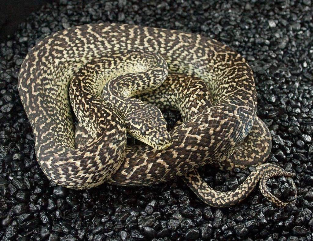 EBMorelia's tweet image. Granite zebra male. #carpetpython #carpetpythonmorph #granitecarpetpython #zebracarpetpyth… ift.tt/2gjU3xT