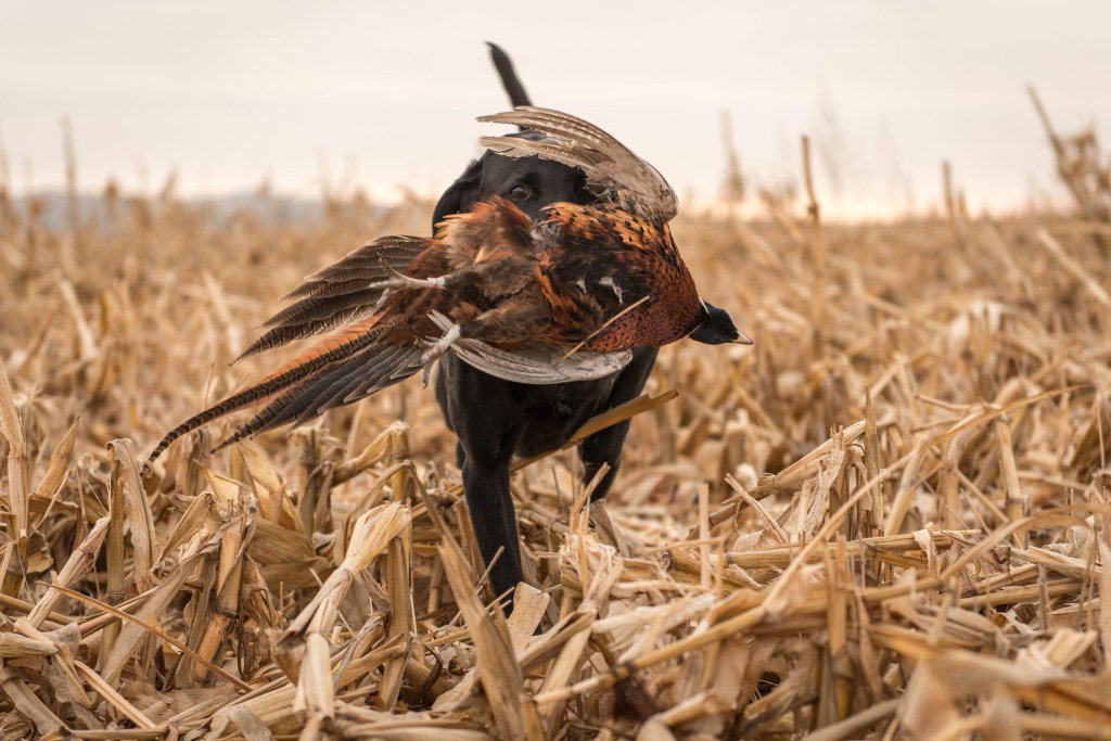 StalkingTheSeam's tweet photo. The Last Bird https://t.co/0uVSdvr0dS https://t.co/WfYNUcc3zl
