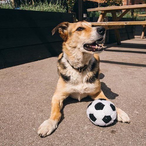 NMBCoRefectory's tweet image. Attention Dog Botherers! On January 29th we will be hosting our first Pub Dog Crufts! A ch… ift.tt/2gIhAXg