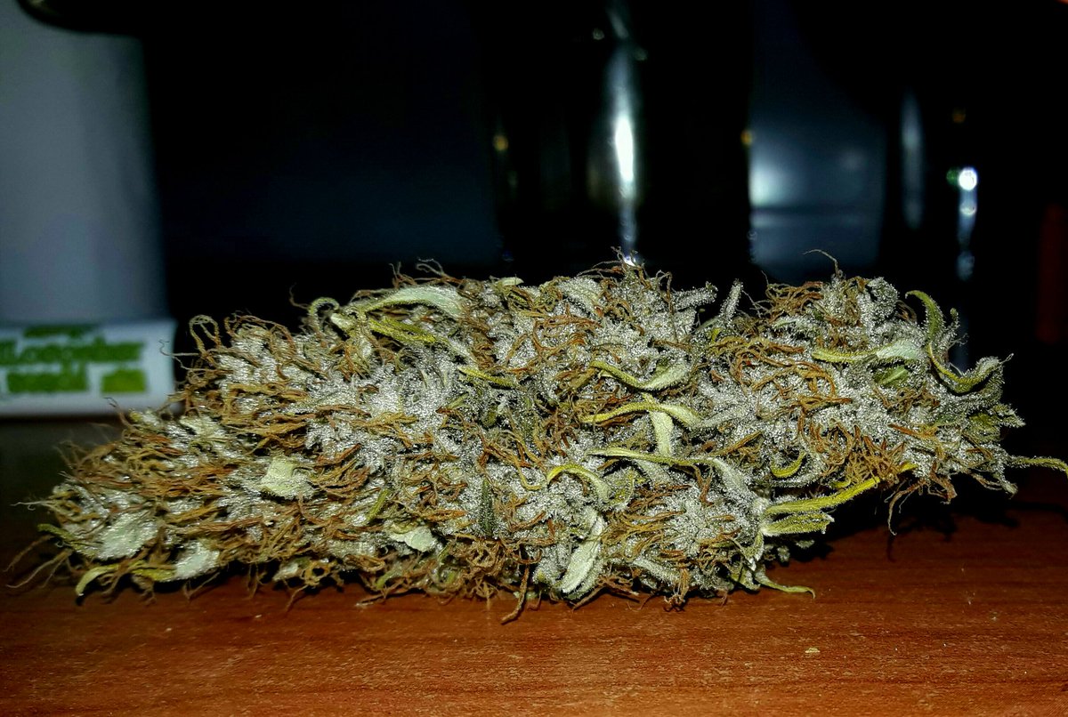 Apez140's tweet photo. Weed Tarde @evogrun Y llena de #LosMejoresHumos de #CríticalXSomango para Tod@s #Equipo. Tienes md.
Boong de, A Vuestra Salud:-))) https://t.co/mXv5wr0JI0