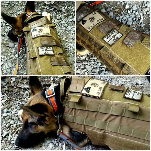 DQ_GSD's tweet photo. #Veterans #USMC #PTSD #Dog Only $475 left He fought 4 #USA 🇺🇸 Pls #donate $ in honor of service➡ https://t.co/uGhA3PKhHR 🇺🇸 #HelpUs2HelpThem https://t.co/Ho8q6CoxBk
