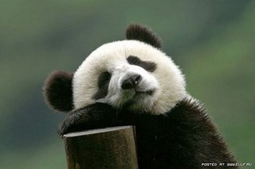 thefuelpanda's tweet photo. FuelPanda fills up your car so you can enjoy daydreaming about pandas daydreaming. #FuelPanda #refuel #bayarea #daydream #gas #panda #relax https://t.co/FwusJb9ppG