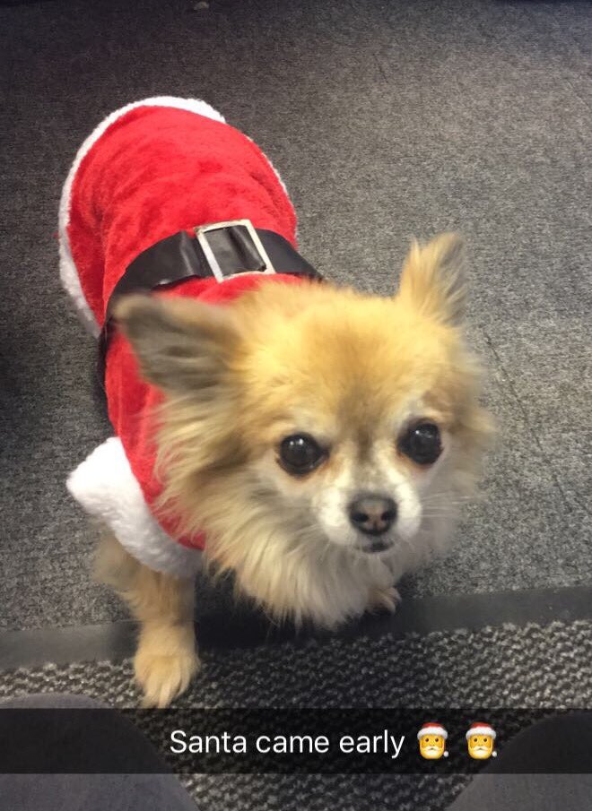 FillYourPaws's tweet image. Santa stopped by the office today 🎅🎅 #santa #Christmas #dogs