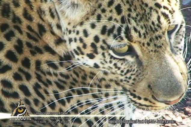 What is the purpose of a leopard´s whiskers? Find out > bit.ly/1a1hXa2 #leopardtv #shayamanzi #wildlife