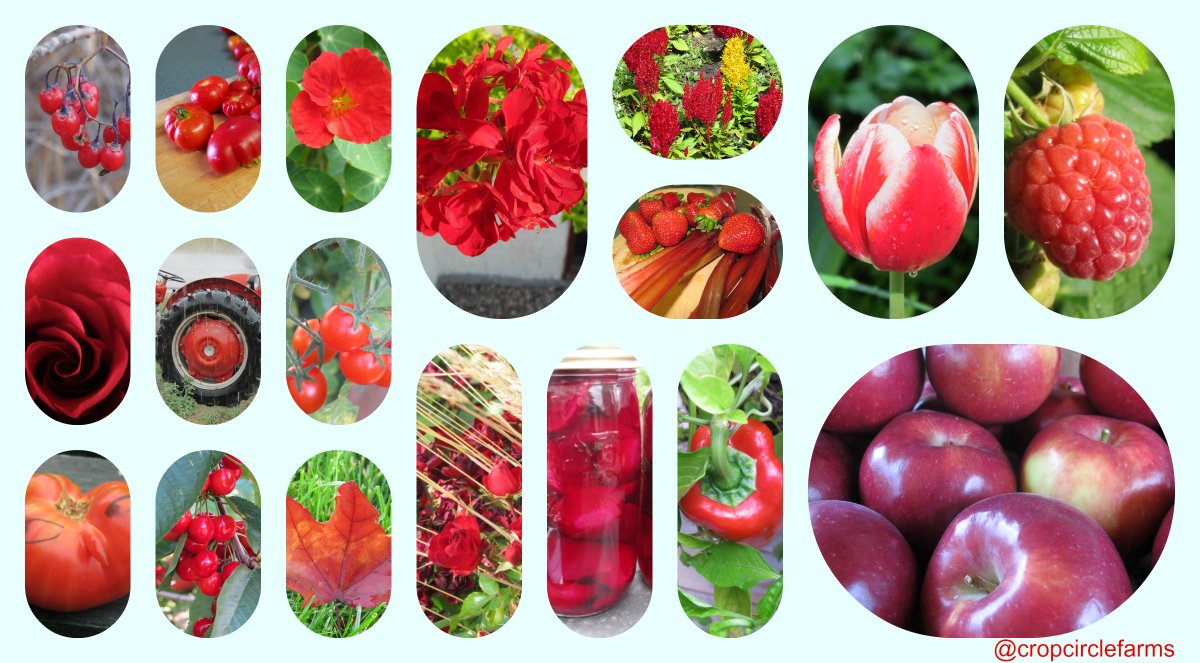 CropCircleFarms's tweet photo. Seeing red? #theredcollection #photography #farming #gardening https://t.co/49dCRJpAdT