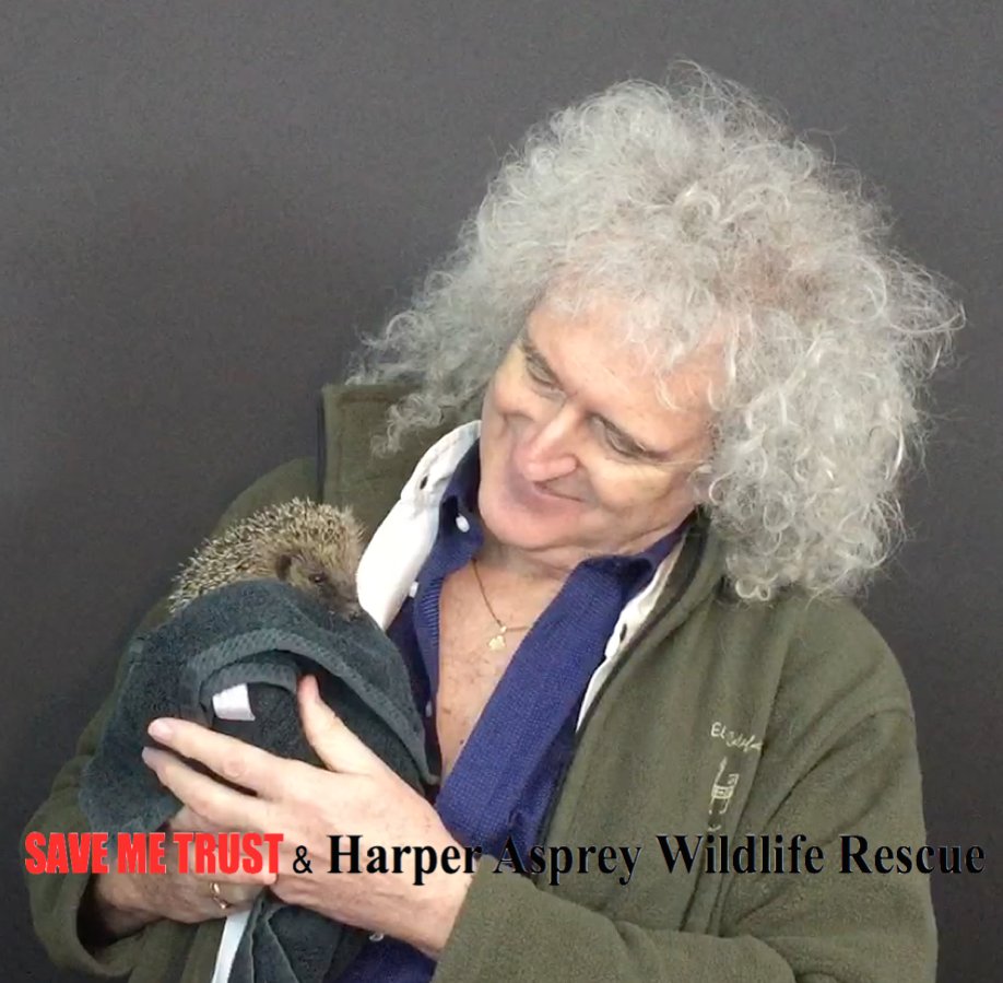 Smile, share  and like if Hedgehogs make you smile too. !