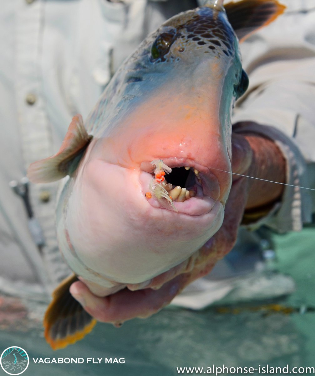 VagabondFly's tweet photo. #YellowMargin #Triggerfish .. a prize on the flats & new to the saltwater #BucketList. Does it feature on your list? @AlphonseFishing https://t.co/PjbrINQxX3