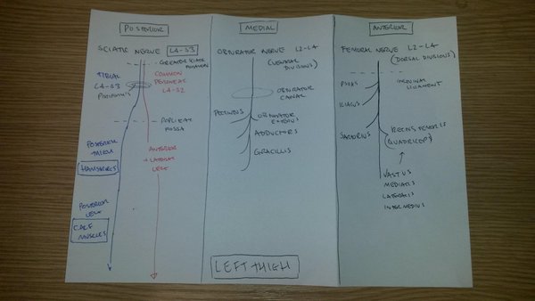 prof_keenan_'s tweet photo. #TSMkey #lowerlimbweek My 3D paper model of the thigh https://t.co/JRVq7HBfnK