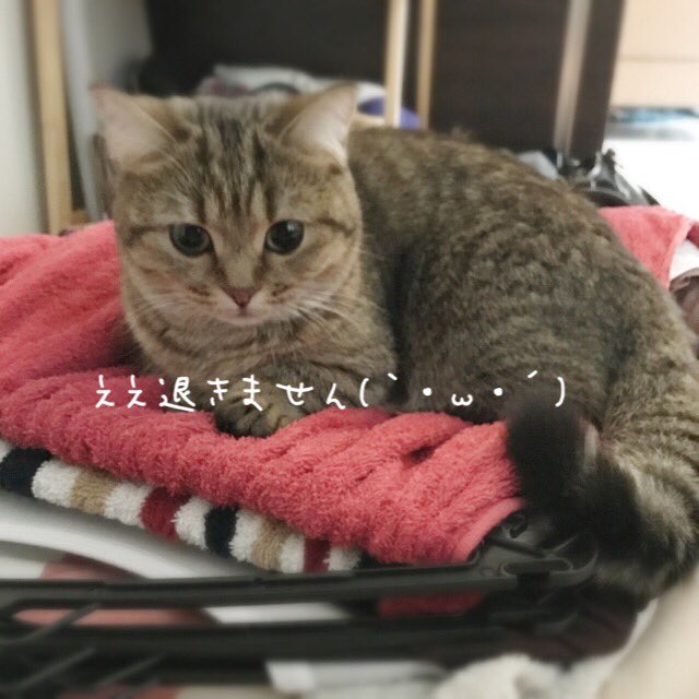 動物,犬,猫,しつけ,飼い方,育て方,病気,健康