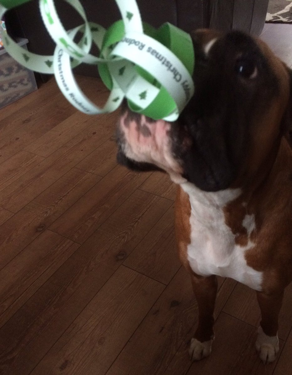auberginearcher's tweet photo. @PetsatHome I'm not sure @RodneyTheBoxer understood the idea behind the #vippaperchain! #destroyed #dispatched Glad I got a few snaps first! https://t.co/OhwLi4iaPE