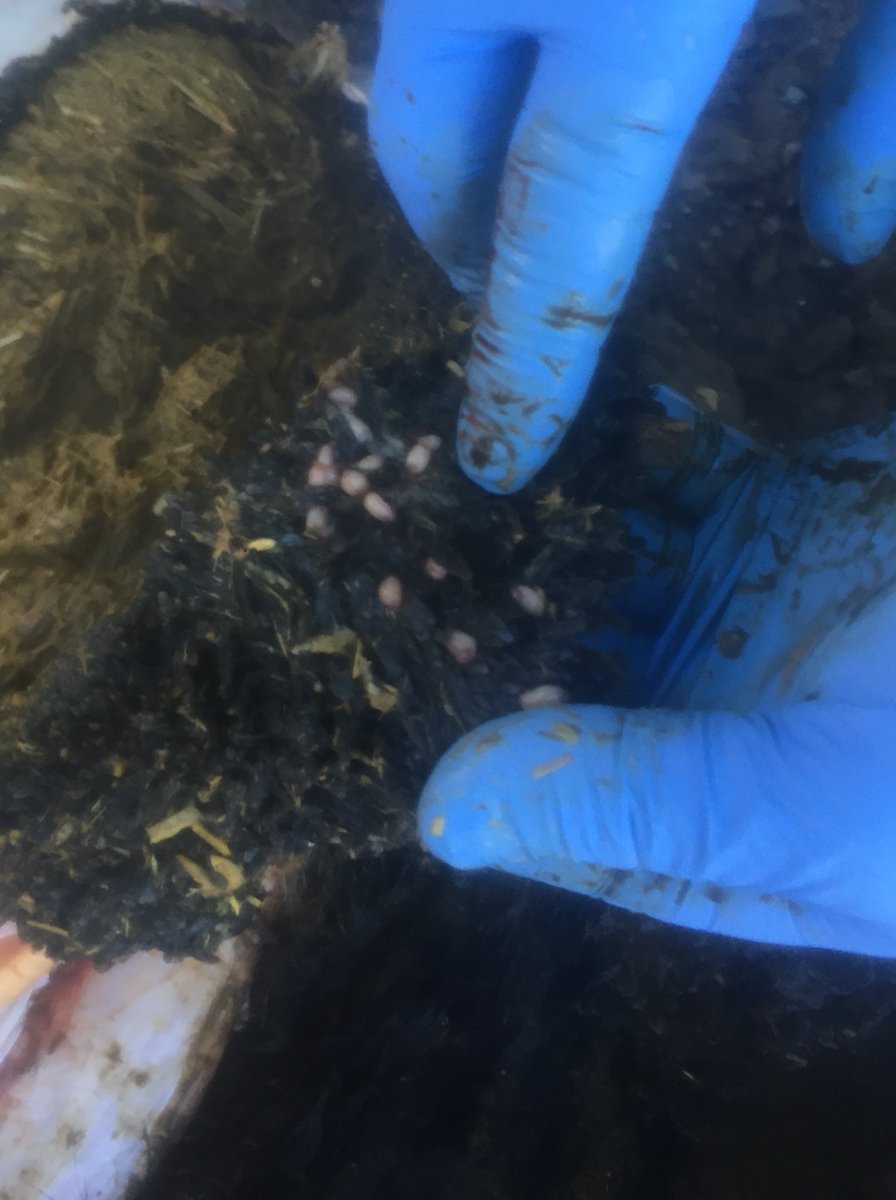 tommythevet's tweet photo. Heavy infestations of rumen fluke in a cow still incidental finding cause of death pericarditis but good to observe in relation to dosing https://t.co/oweLLhg3Ut