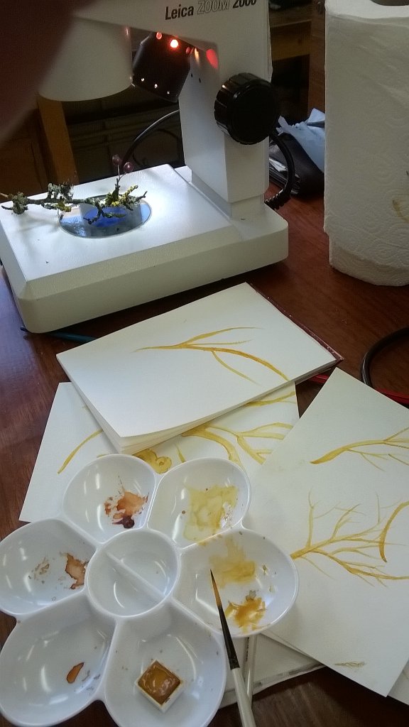 firstleafderek's tweet image. Is this progress?