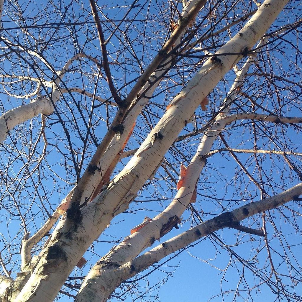 UrbanVegPatch's tweet photo. One of the most stunning sights on a winter's day,silver birch against a blue sky. #myever… https://t.co/Mlk1UrAOuG https://t.co/DM0BoQcP7Y