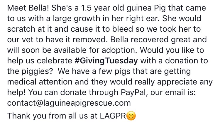 Meet Bella!🐹🎀1.5 yo #guineapig that came to us with a large growth in her right ear. She recovered great &amp; available for adoption soon.