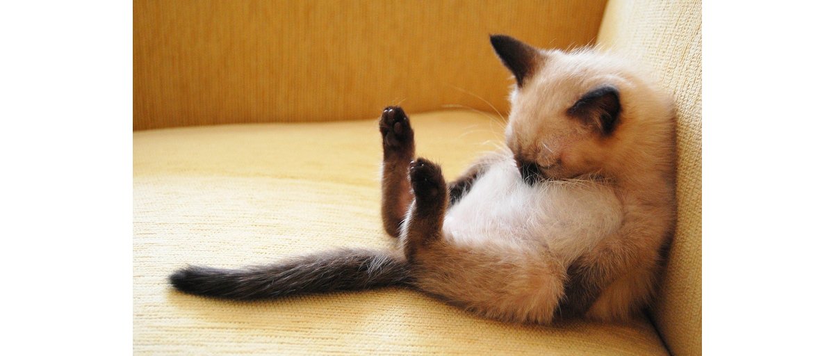 faststreamuk's tweet image. #15Minutes Power nap or applying for the Fast Stream. Submit applications by 23:59 tonight goo.gl/LPt56b #FastStream