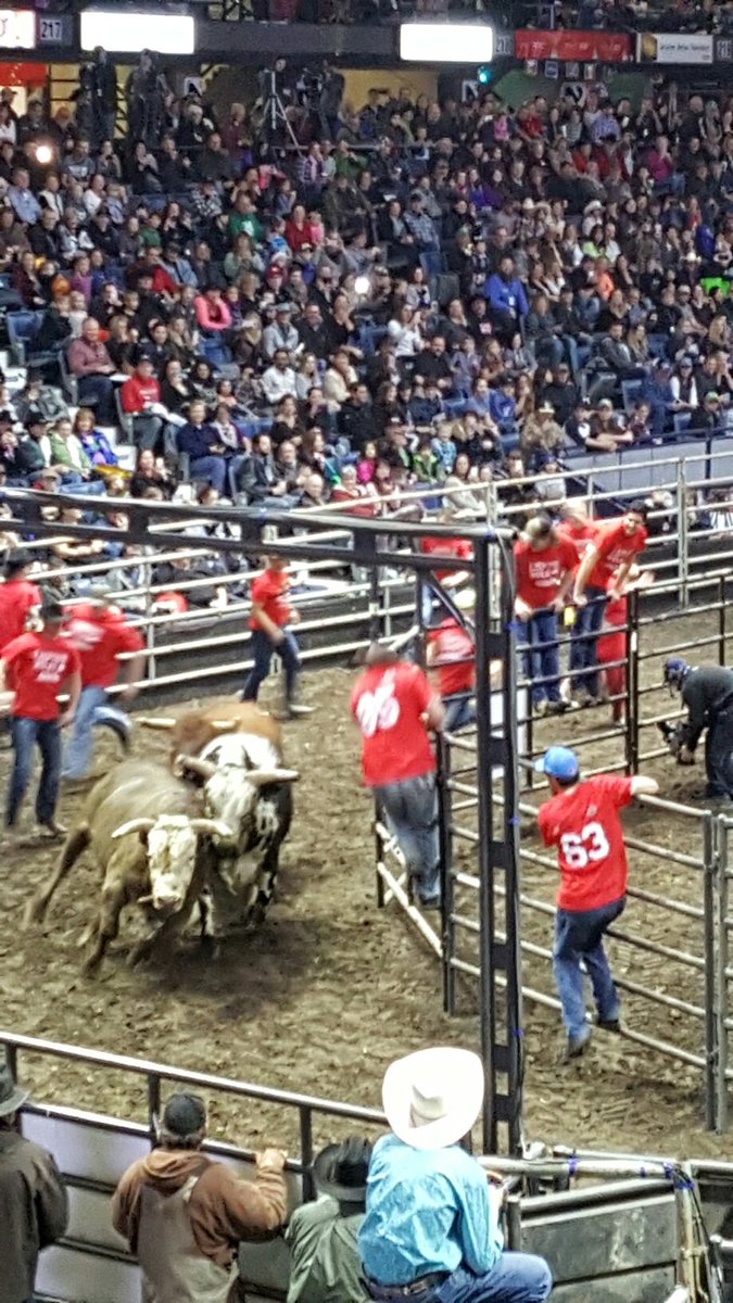CancreteWaterer's tweet photo. Running of The Bulls in Regina!! Sponsered by Advanced Agri in Leduc, AB #regina #priefert #advanced #cowboys #bulls https://t.co/ukrX4rbjvz