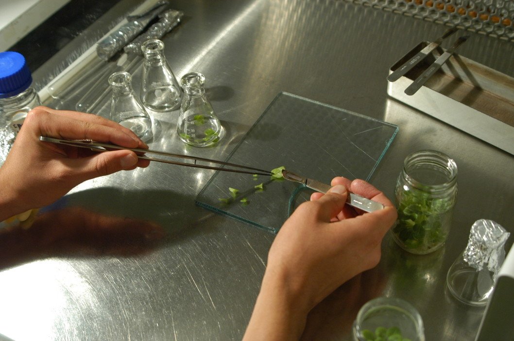 UniversidadCR's tweet photo. ¿Cómo incide la biotecnología en medicina, agricultura, farmacia y hasta en el cambio climático? #SomosUCR #Ciencia https://t.co/m8kLTMTzxI https://t.co/gU9sG9MGgD