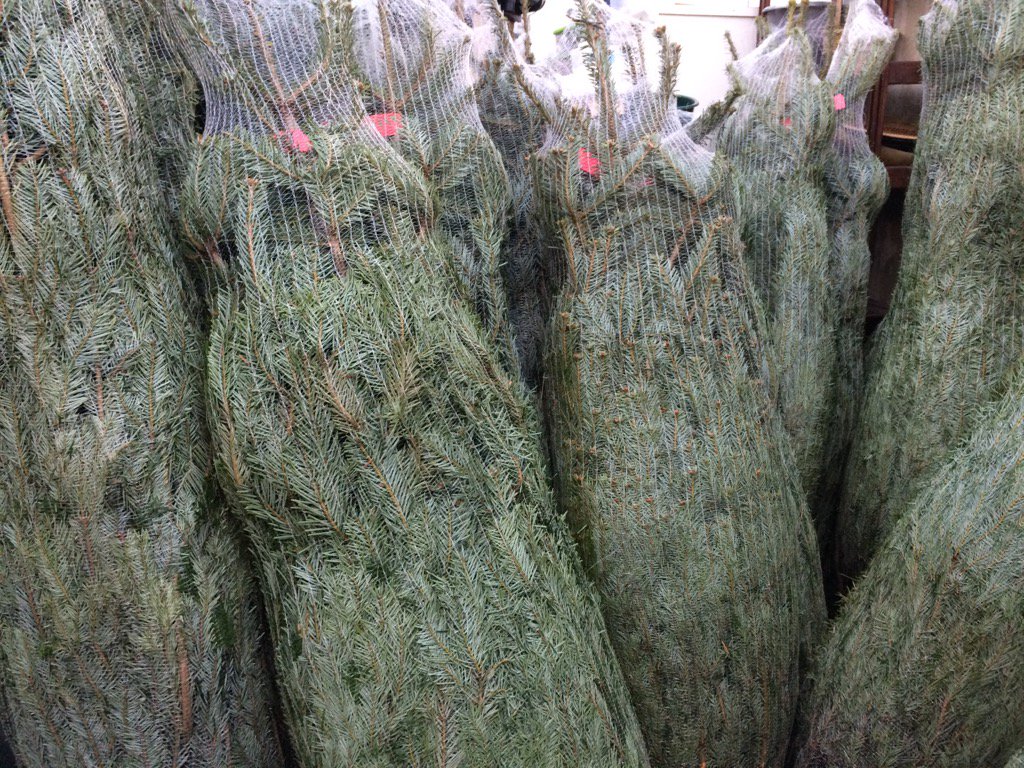 They're here! Xmas trees from Somerset. Nordman non drop what beauties. We will also have ones in pots from the farm.