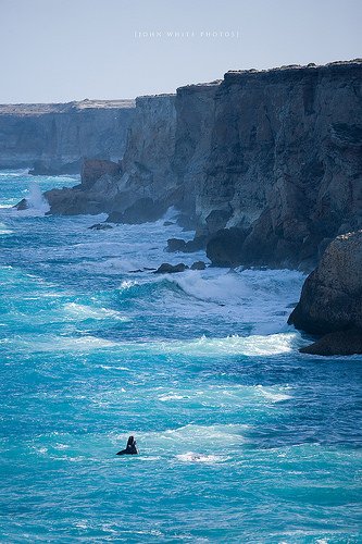 #Travel #travelphotography  #alamy #australia #bundacliffs #cliff #coast #coastal #creature #large #mammal #marinep goo.gl/cSuQTu
