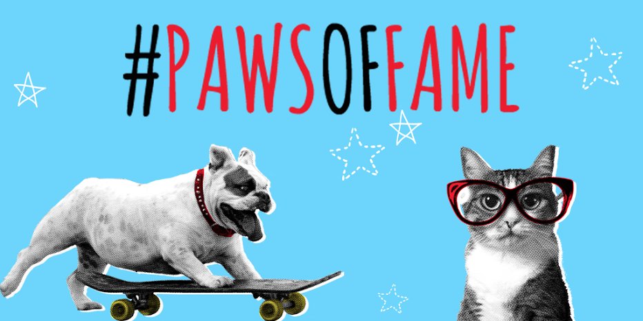 realtordotcom's tweet photo. You can't miss the best videos of dogs, cats and other pets making themselves at home. Watch Now: https://t.co/Yi9gMHvflq https://t.co/CsHndLofGR