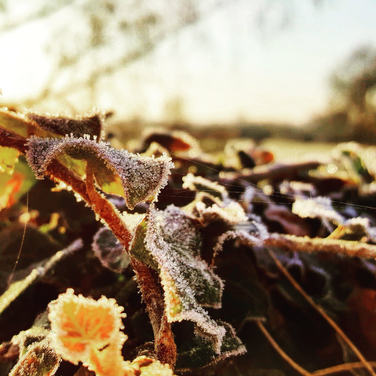Wfencinggarden's tweet photo. Lovely morning #earlystart #Wiltshire #countryside #gardening #outdoors #Atworth #Bath #jackfrost #winter https://t.co/JCWMrdwGaL