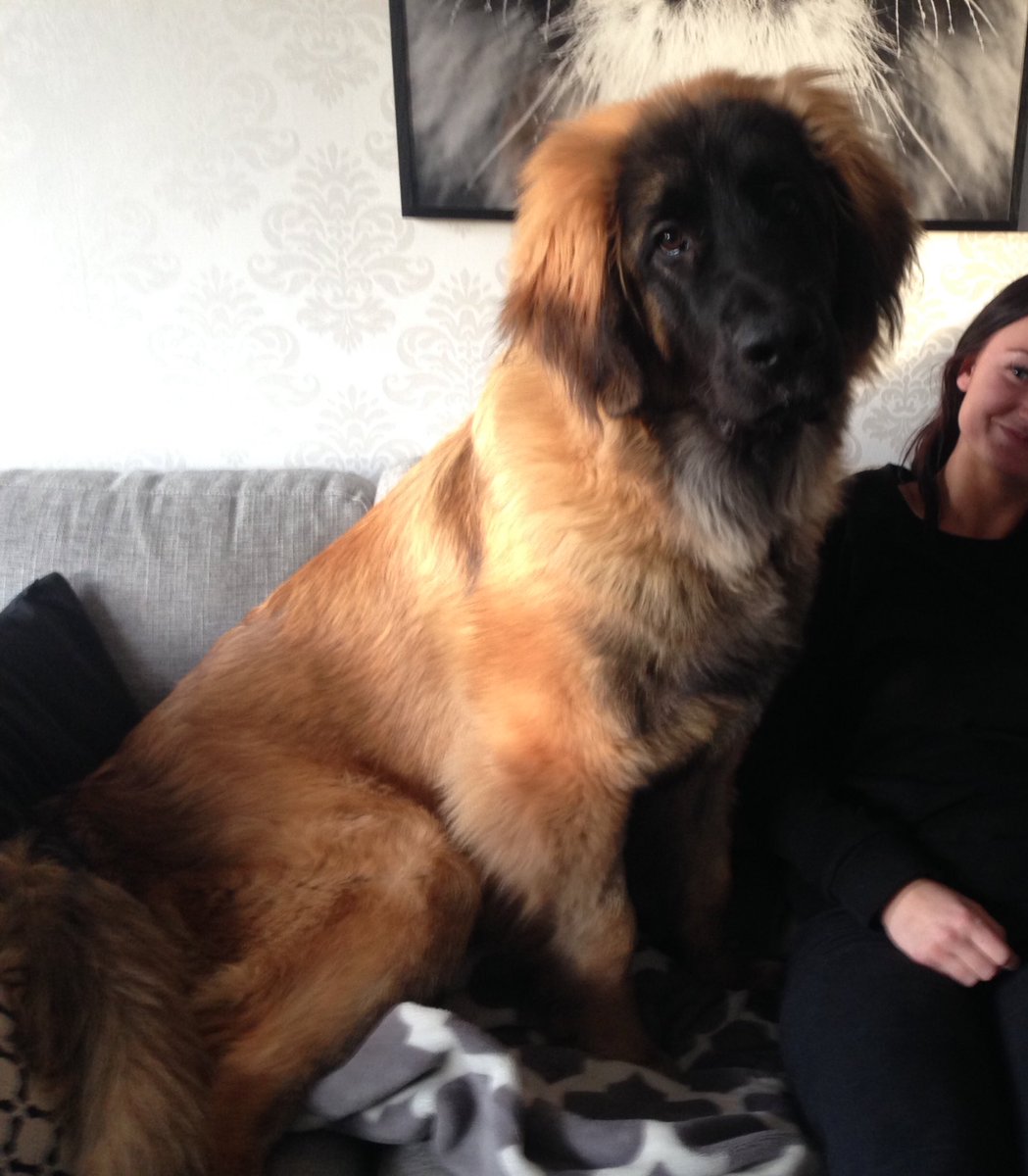 densbornt's tweet photo. Min "lille" valp 🐶😂 https://t.co/HAXpQzwtBf