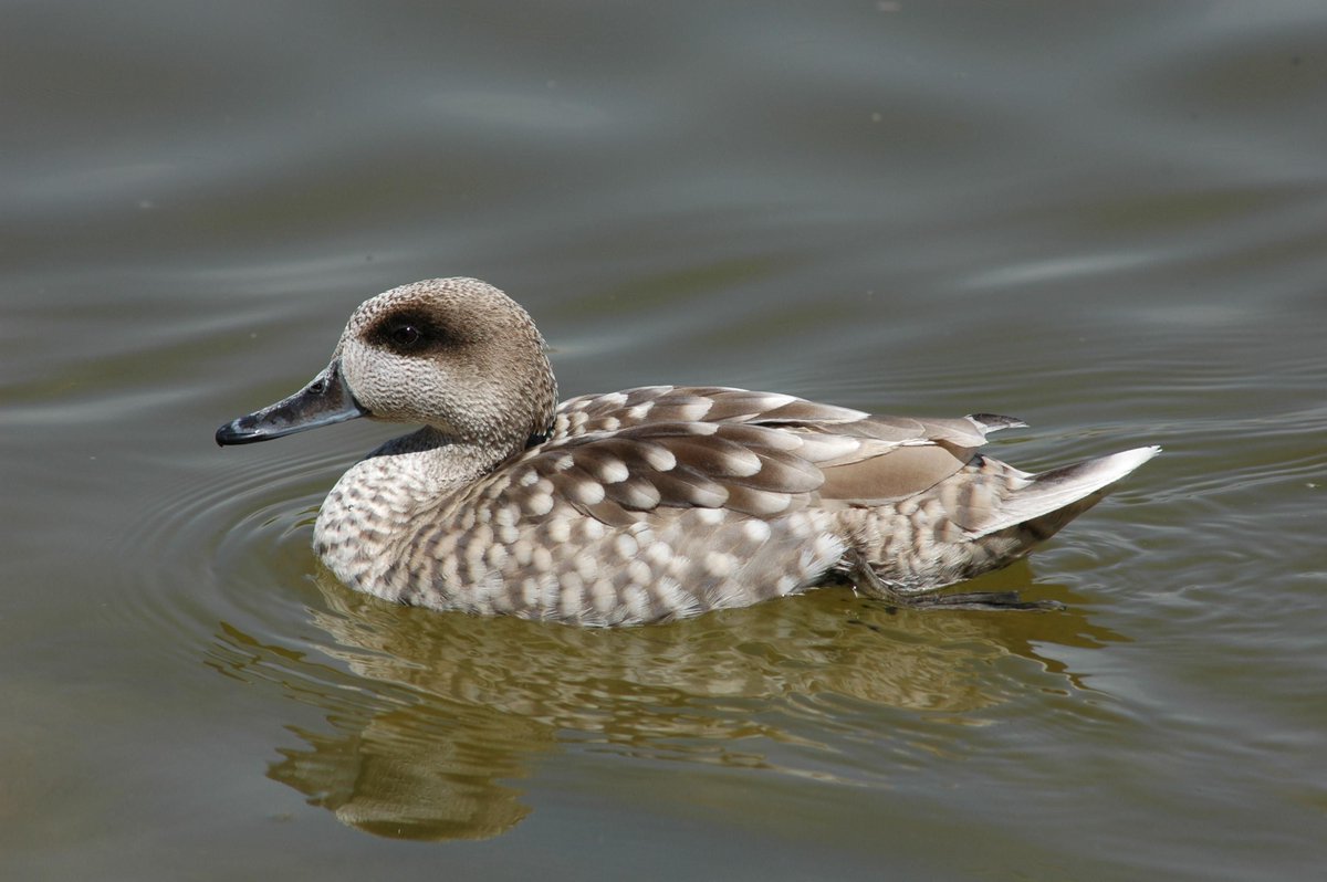 Tecnología al servicio de la biodiversidad: App para seguimiento de aves en #CONAMA2016 1, Dic. 13h.
buff.ly/2geWdyx