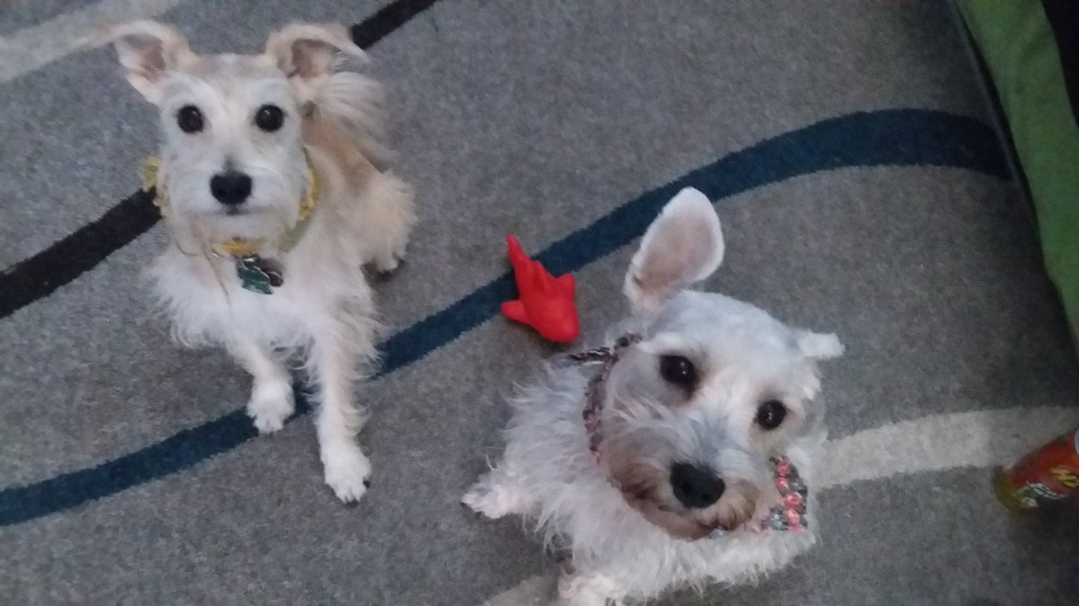 hiram_cover's tweet photo. #Bosco y #Dorii también exigen a #interjet que regresen a #MIKA a su dueña. #interjetencuentraamika #Mexico #aerolinea #ceo #houston https://t.co/1PmJniJ2Kg