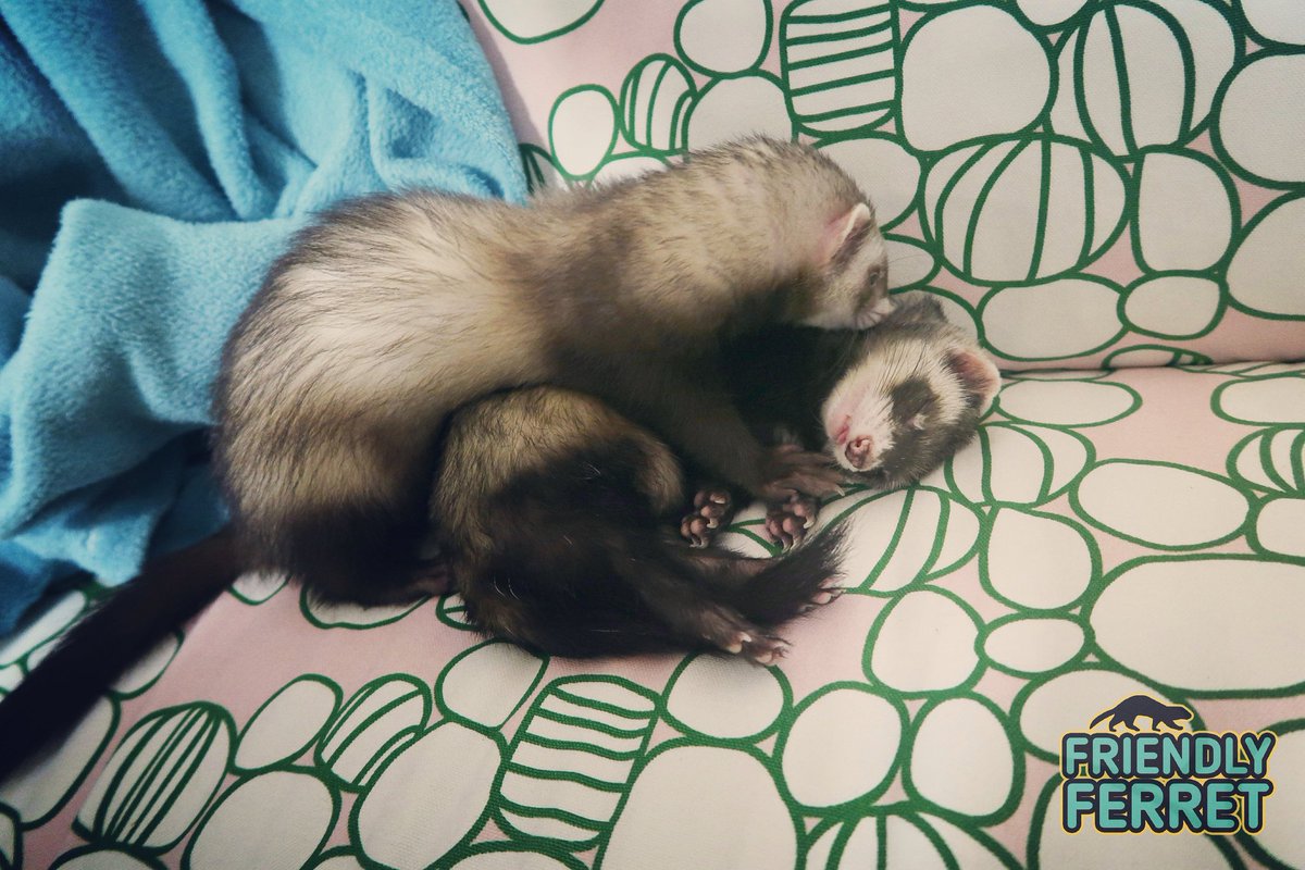 Friendlyferret1's tweet photo. Frida, Frida, wake up! We have reached 10 000 followers!! 🎉🎉 Prepare for ferretastick giveaway tomorrow!! ❤🐾#friendlyferret #ferret #ferrets https://t.co/65aPtLlqdO