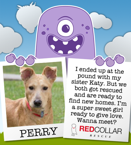 It's RED Collar Rescue Wednesday. Meet Perry. She's a sweet, loving 1-year-old who is ready for a foster/forever home. info@redcollar.org